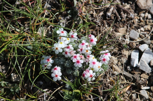 Androsace villosa