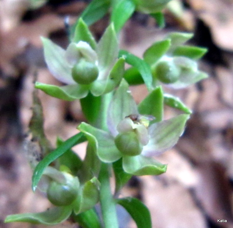 Epipactis 1 da identificare