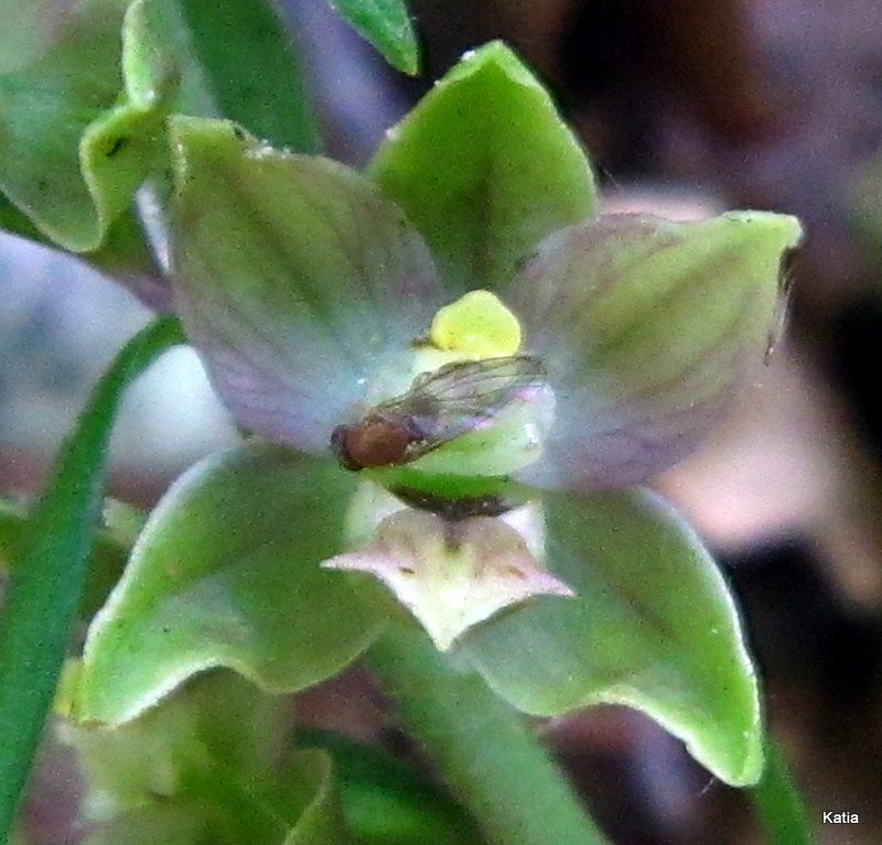 Epipactis 1 da identificare