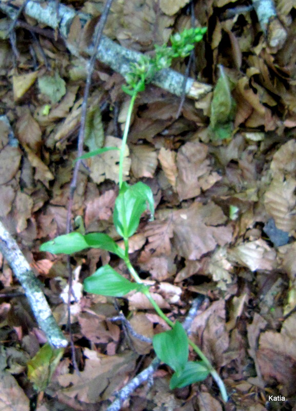 Epipactis 1 da identificare