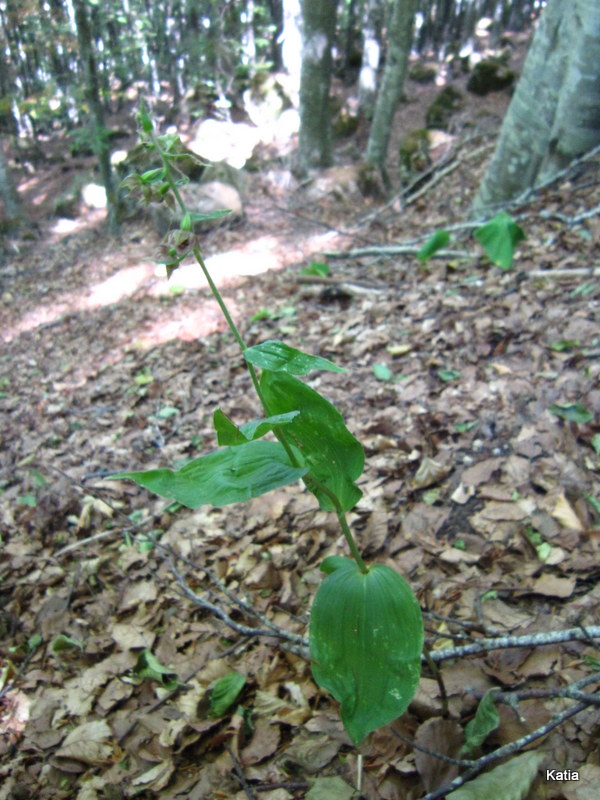 Epipactis 2 da identificare