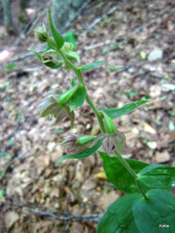 Epipactis 2 da identificare