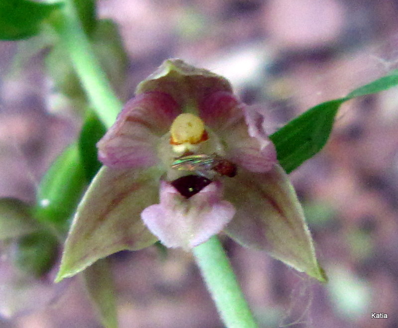 Epipactis 2 da identificare