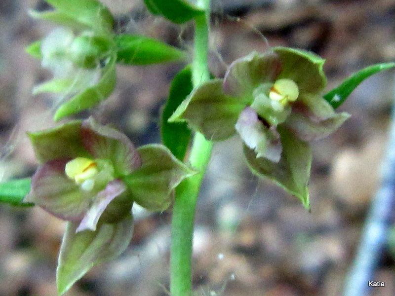 Epipactis 2 da identificare