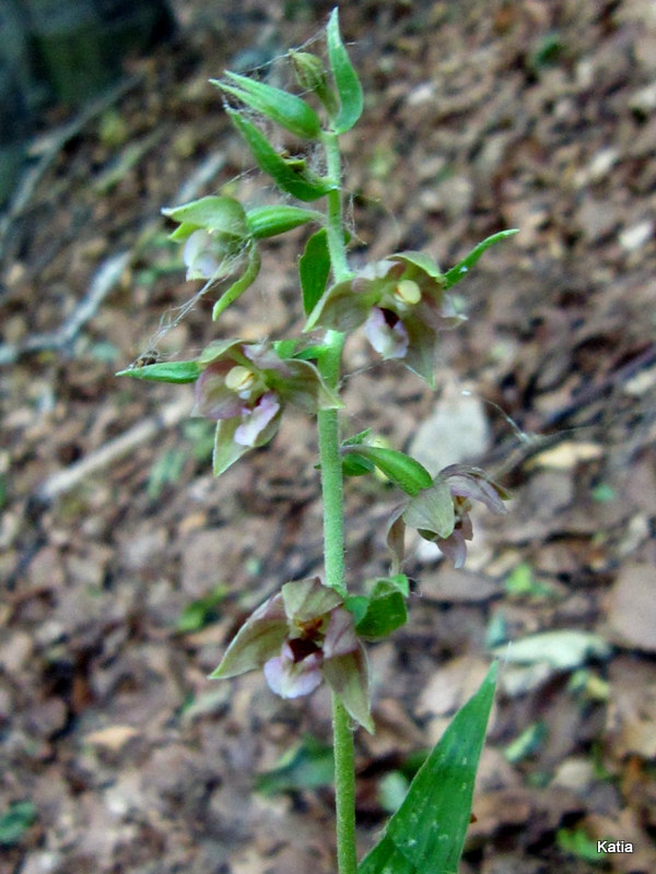 Epipactis 2 da identificare