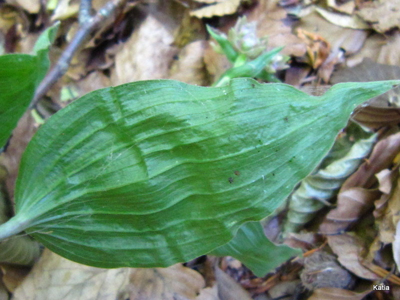 Epipactis 2 da identificare