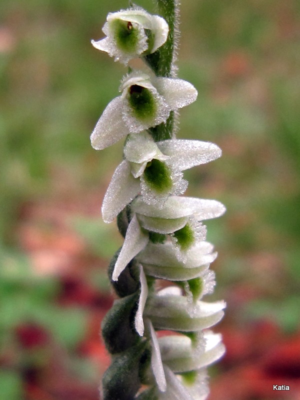 Spiranthes spiralis