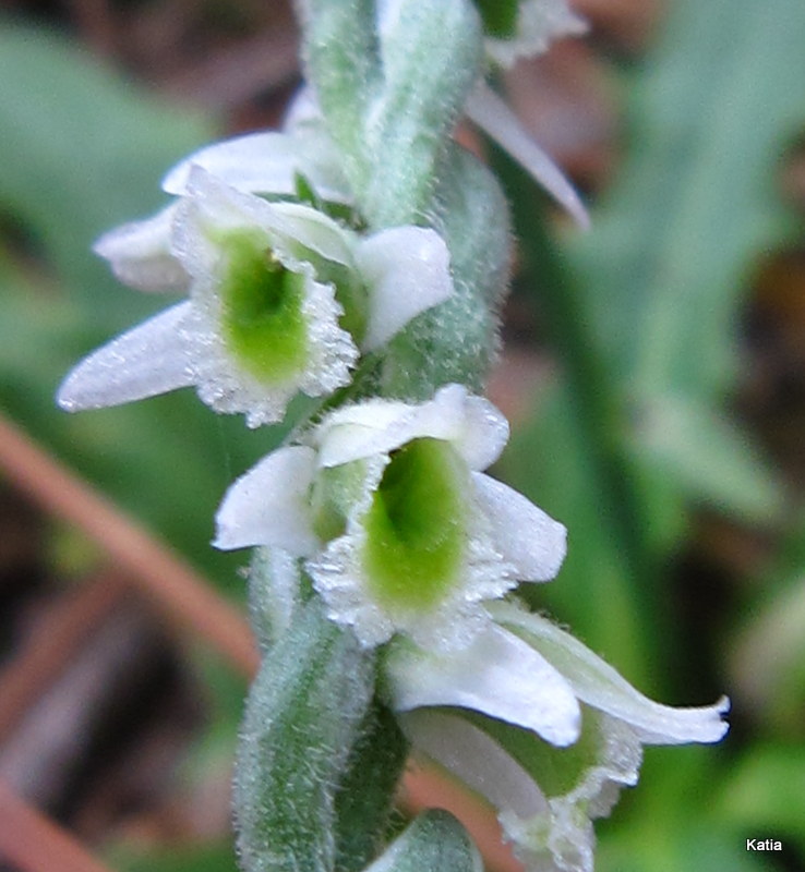 Spiranthes spiralis