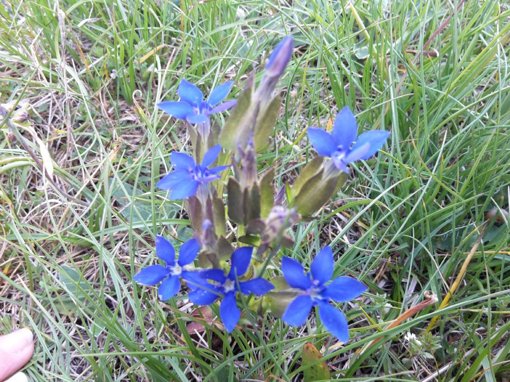 Pianta di montagna n.2 - Gentiana utriculosa