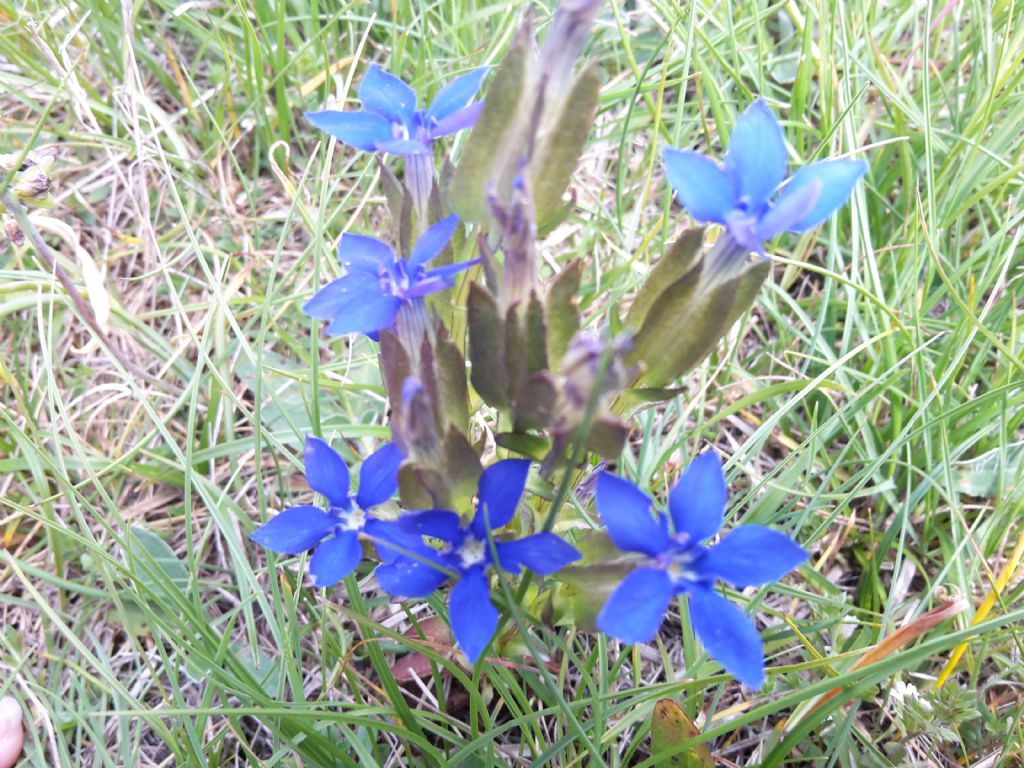 Pianta di montagna n.2 - Gentiana utriculosa