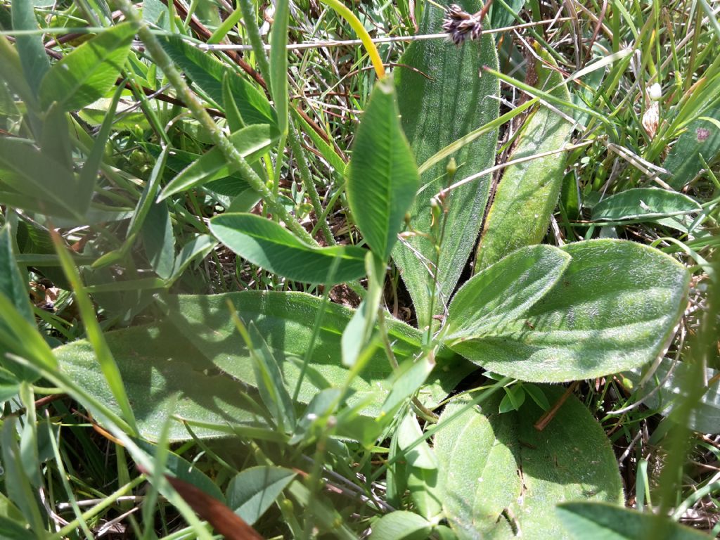 Pianta di montagna n.3 - Plantago media