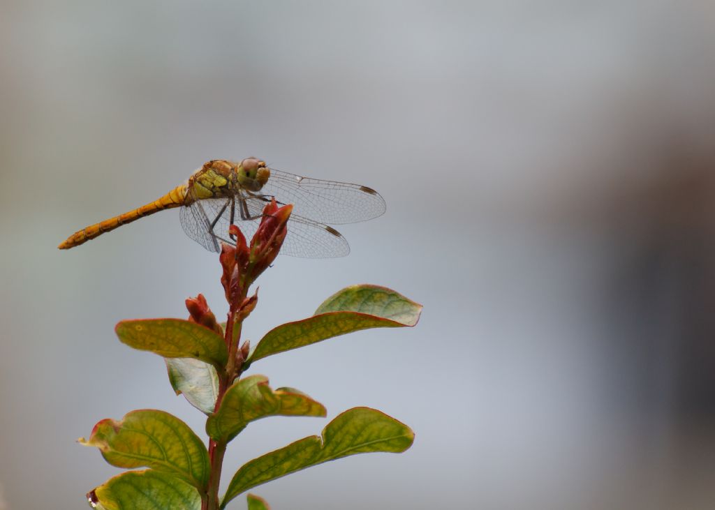 Identificazione  libellula