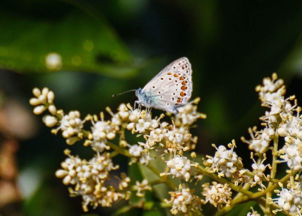 identificazione farfalla