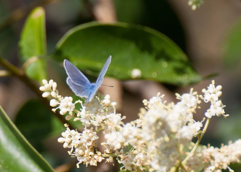 identificazione farfalla