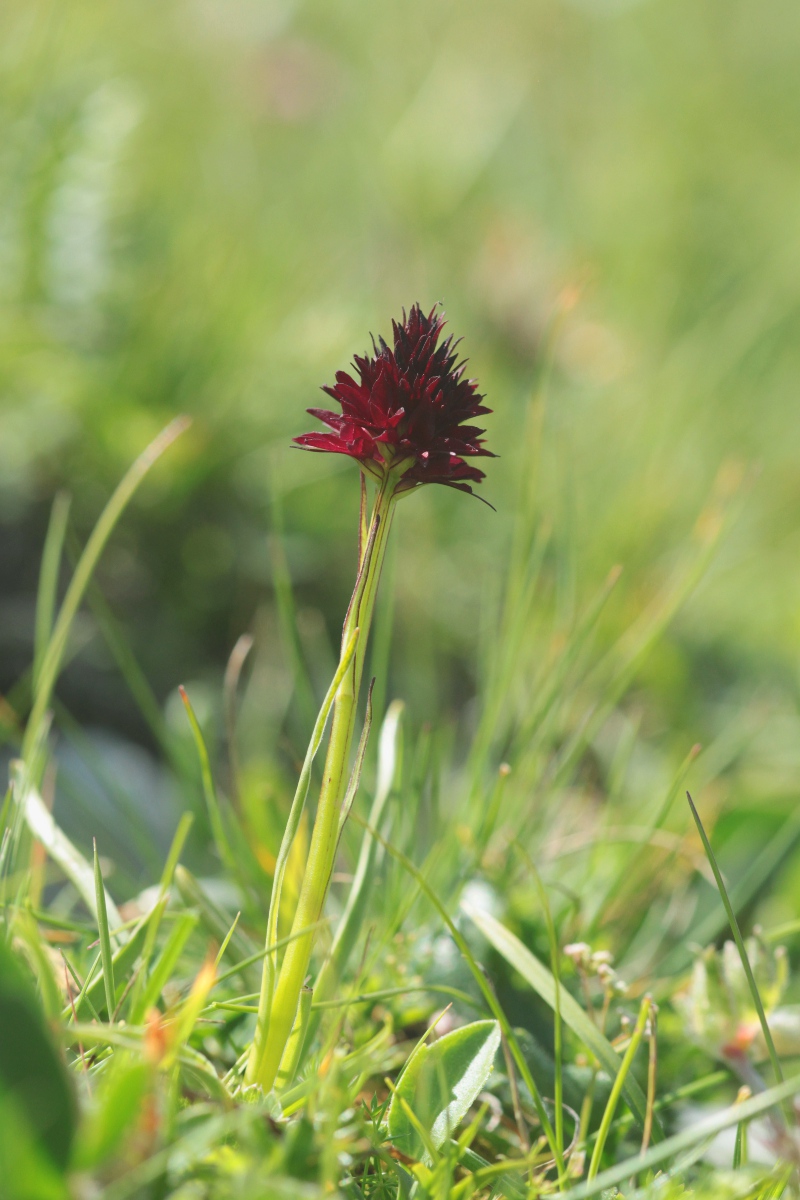 Nigritella rhellicani