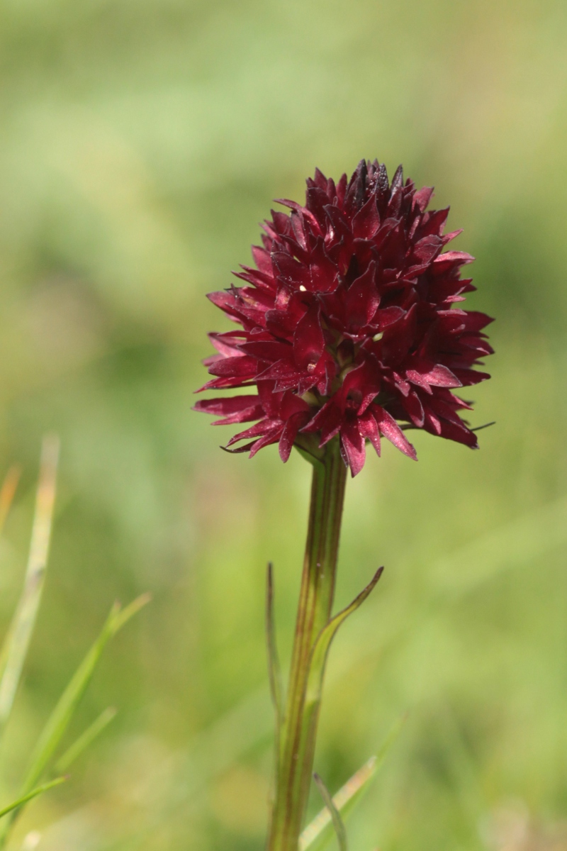 Nigritella rhellicani