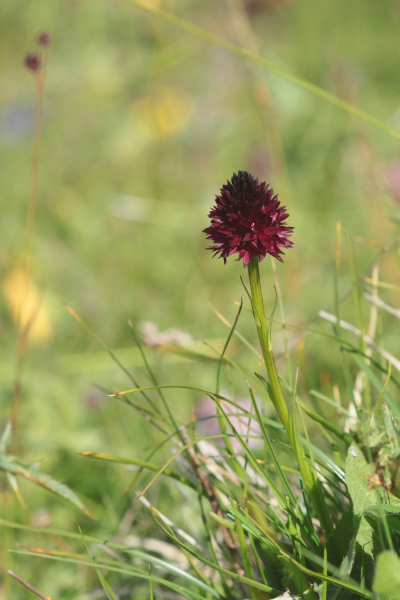 Nigritella rhellicani