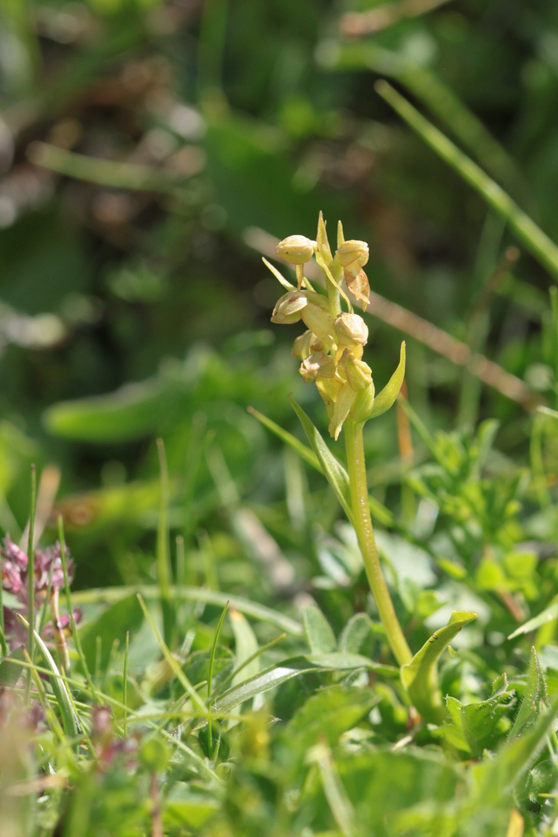 Nigritella rhellicani