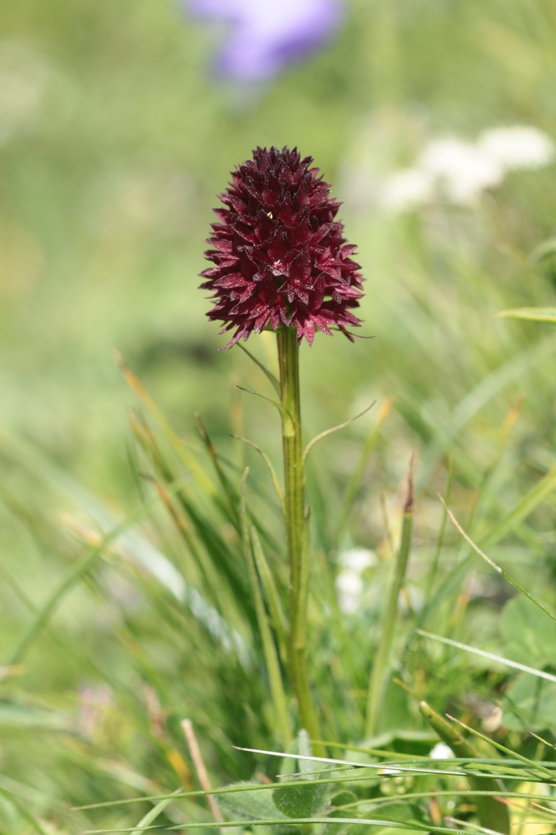 Nigritella rhellicani