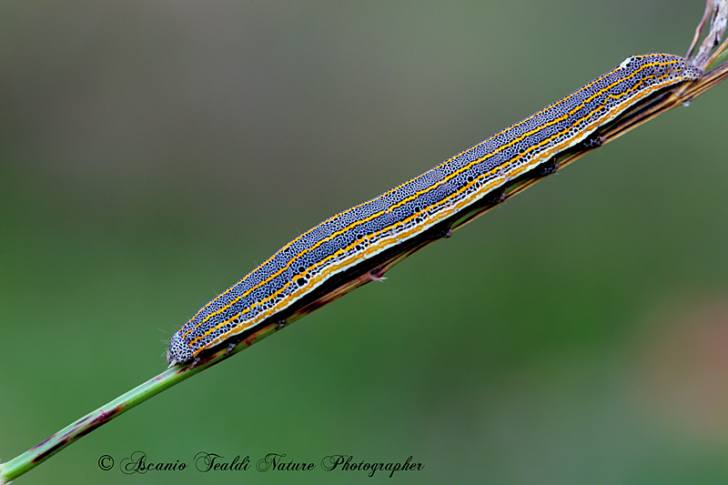 bruco di Aedia leucomelas