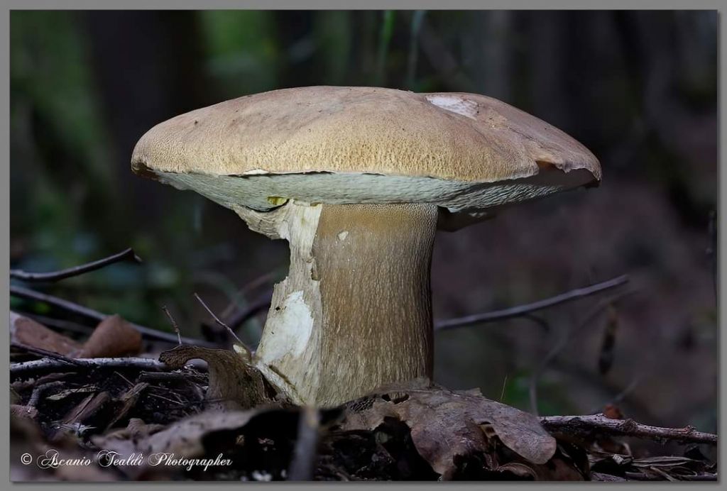 Boletus... Que?