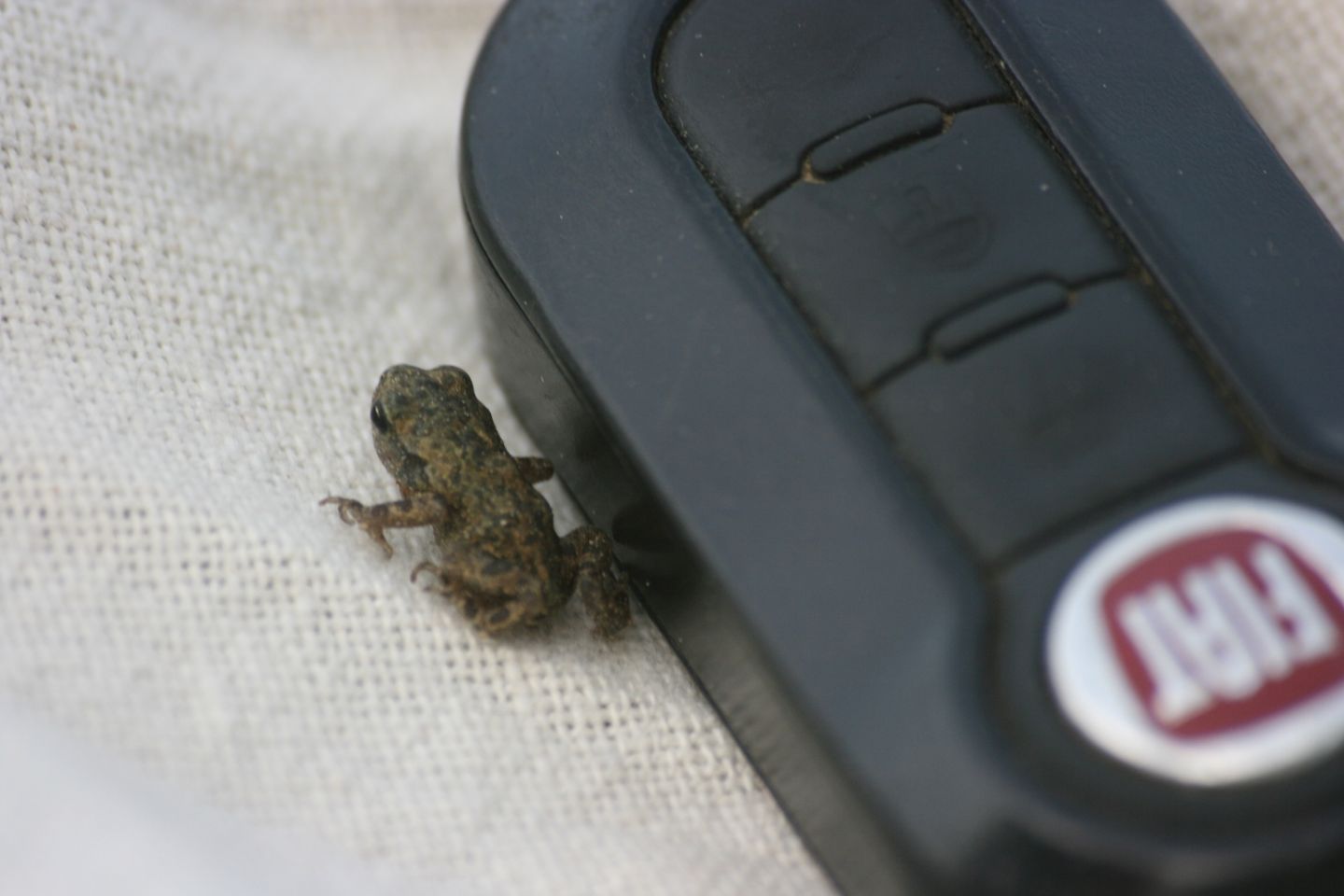 che rana  questa? - piccolo rospo, Bufo bufo