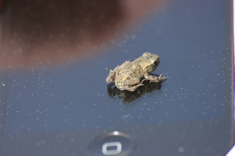 che rana  questa? - piccolo rospo, Bufo bufo