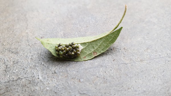 Cimici: ninfe di Palomena prasina (Pentatomidae)