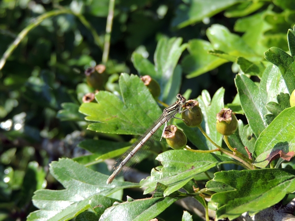 Platycnemis pennipes, femmina