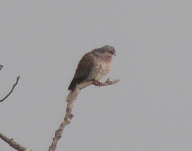 Columbidae ID