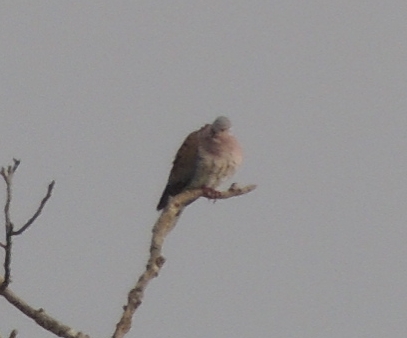 Columbidae ID