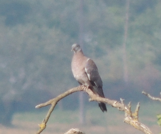 Columbidae ID