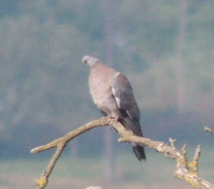 Columbidae ID