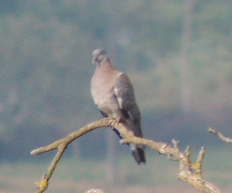 Columbidae ID