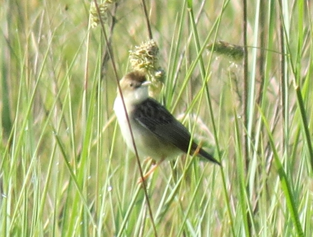 identificazione Sylvidae