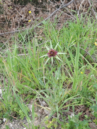 Tragopogon porrifolius