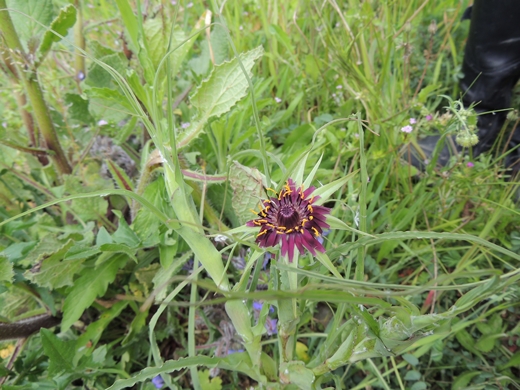 Tragopogon porrifolius