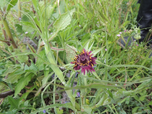 Tragopogon porrifolius