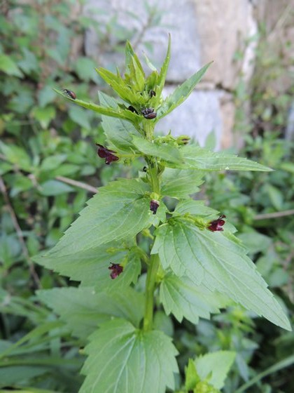 Scrophularia peregrina