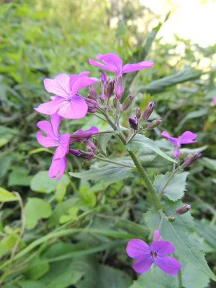 Lunaria annua