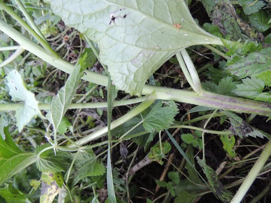 Lunaria annua