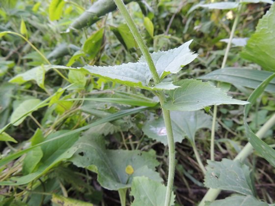 Lunaria annua