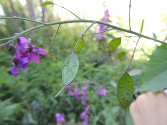 Lunaria annua