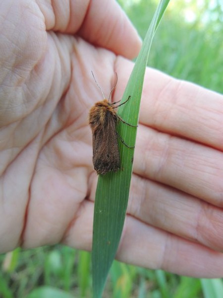 falena da identificare