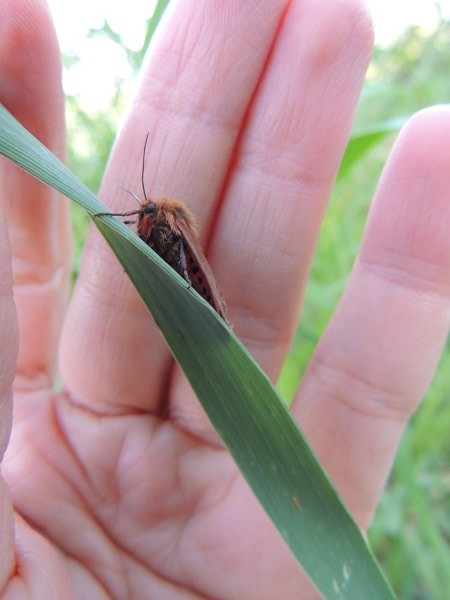 falena da identificare