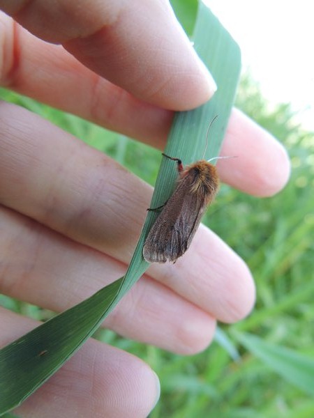 falena da identificare