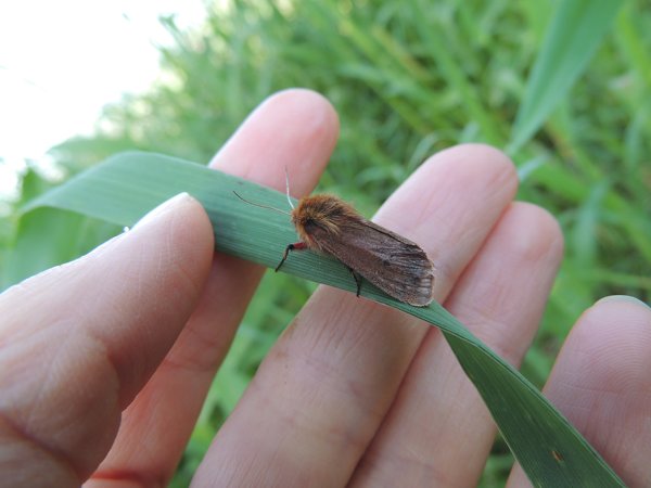 falena da identificare