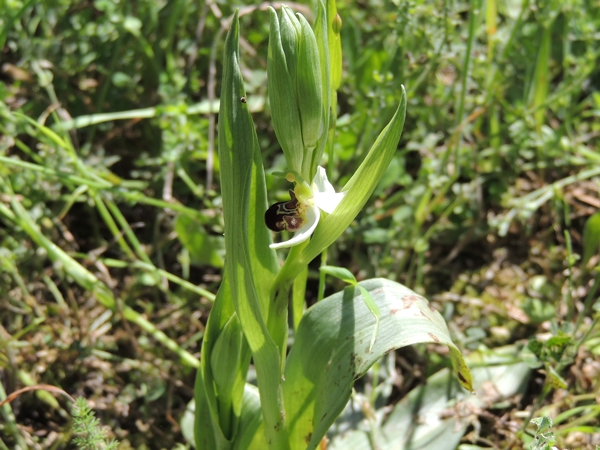 orchidea bianca da ID