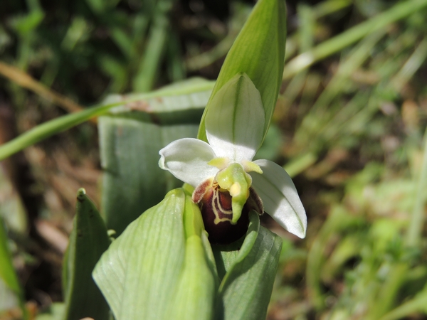 orchidea bianca da ID