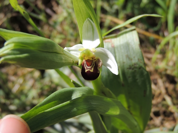 orchidea bianca da ID